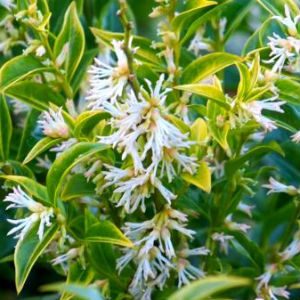 Plant of the Month – Sarcococca Sweet Box
