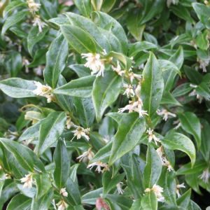Plant of the Month – Sarcococca Sweet Box