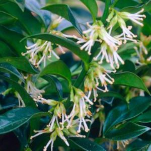 Plant of the Month – Sarcococca Sweet Box