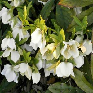 November News – Autumn Leaves