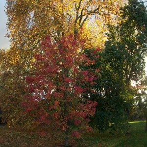 November News – Autumn Leaves