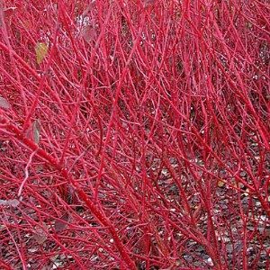 November News – Autumn Leaves