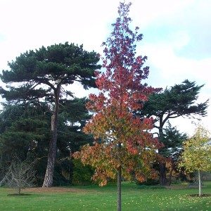 November News – Autumn Leaves