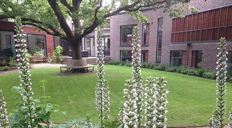 Urban Garden Planting Design