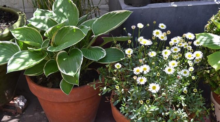 Urban Garden Roof Terrace
