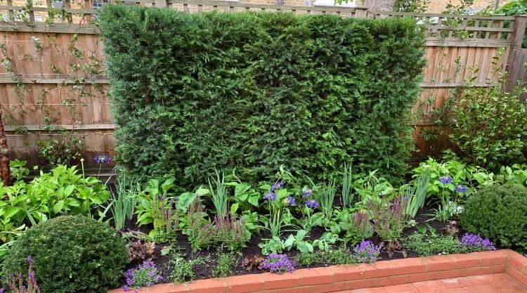 Urban Garden Clapham SW4