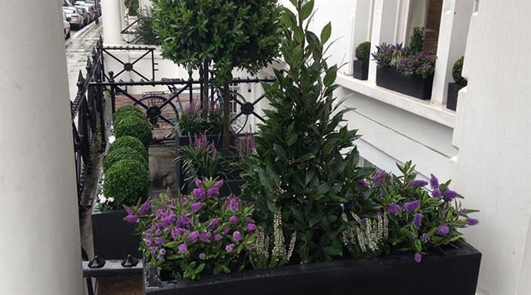 Urban Garden Kensington