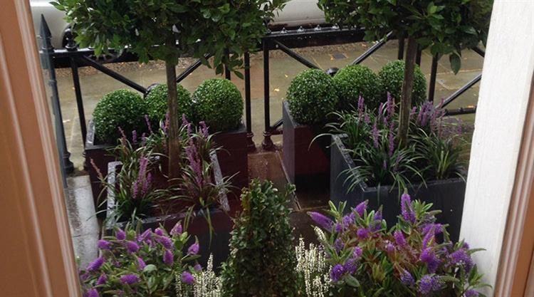 Urban Garden Kensington