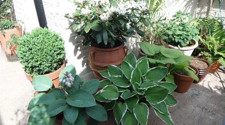 Urban Garden Roof Terrace
