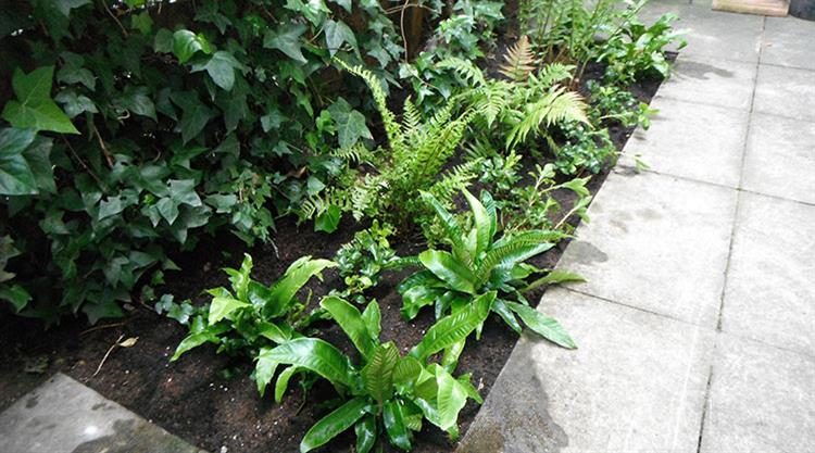Urban Garden Clapham