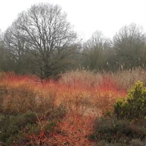 January News – New Year Planning