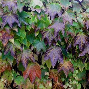 November News – Colours of Autumn
