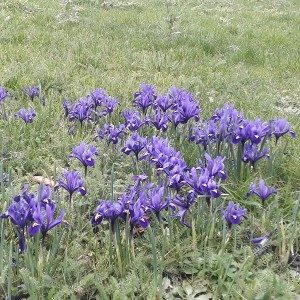 February News – Spring Flowers