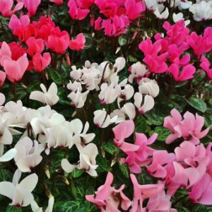 November News – Colours of Autumn