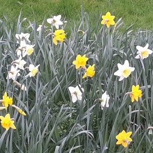 February News – Spring Flowers