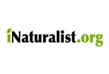 iNaturalist