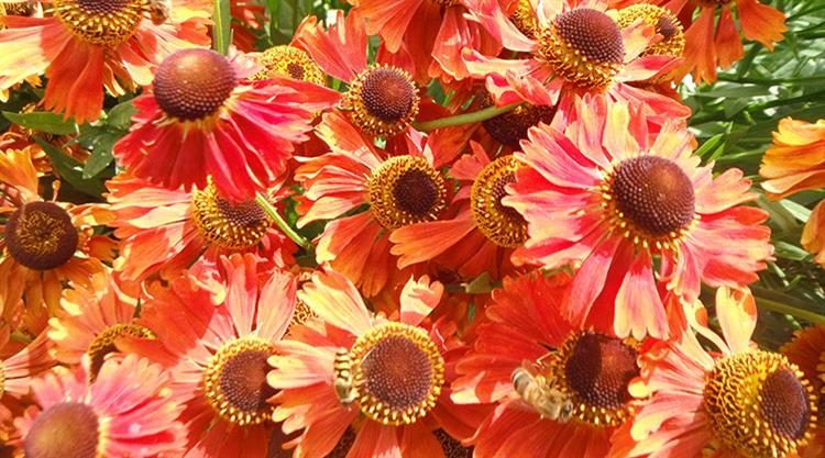 Planting Services South London