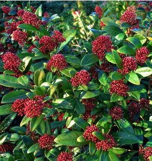 November News – Colours of Autumn