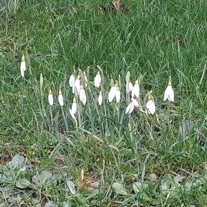 February News – Spring Flowers