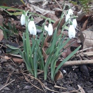 February News – Spring Flowers