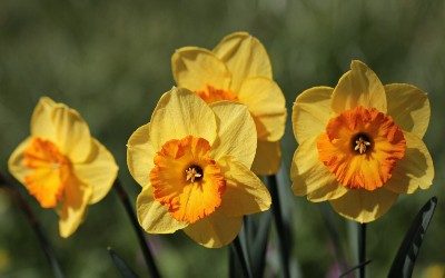 daffodil