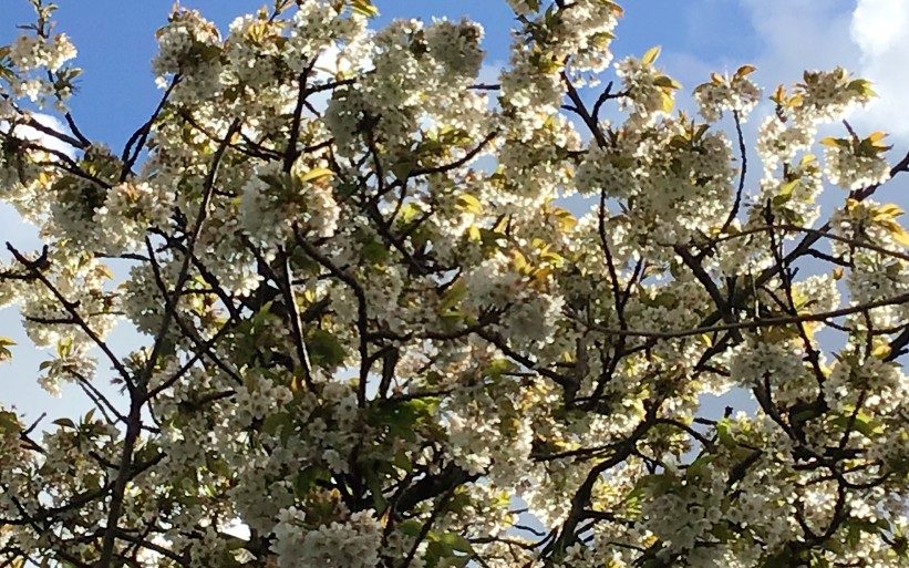April News – Blossom everywhere
