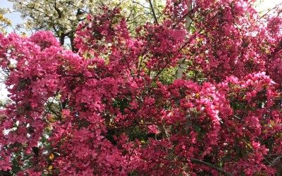 April News – Blossom everywhere