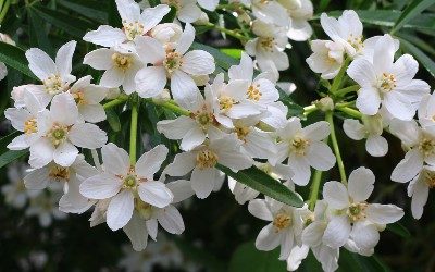 April News – Blossom everywhere
