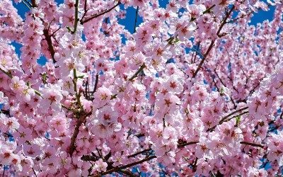 April News – Blossom everywhere