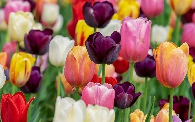 April News – Blossom everywhere