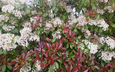 photinia