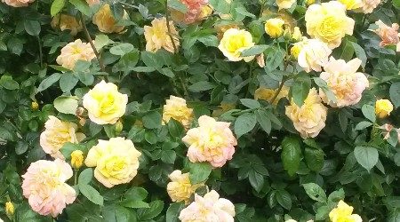June News – Colours of Summer