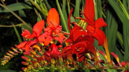July News – Flowers Flourish