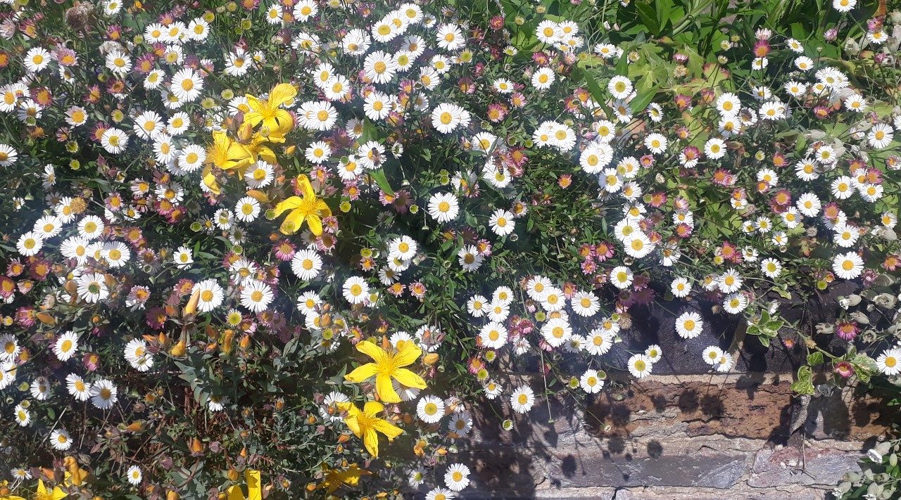 Erigeron