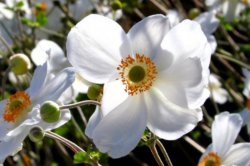 anemone