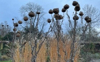 January News – Winter Gardens Feature