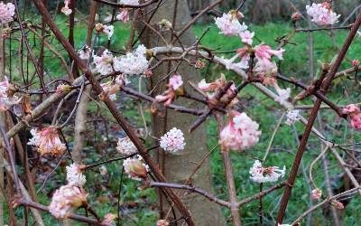 viburnum