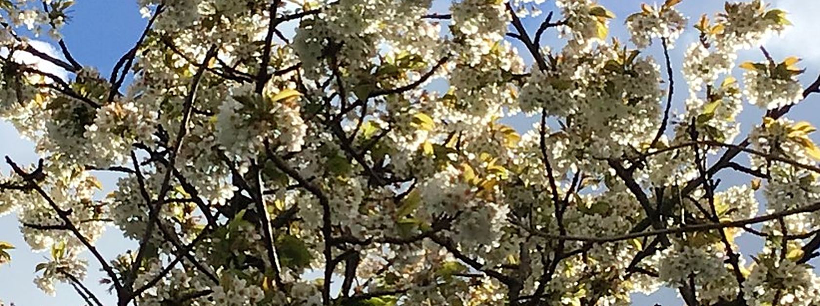 Apple blossom in spring